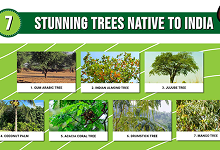 Native Species vs. Exotic Species: What Works?