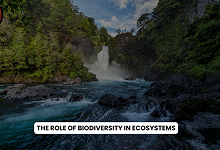 Biodiversity Hotspots in India: A Case for Trees