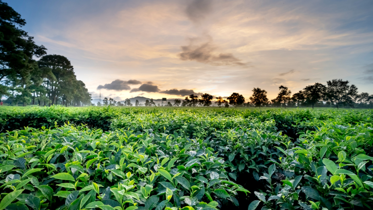 How to Gift a Tree for Special Occasions