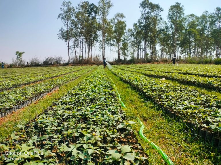 Tree Plantation Under CSR: AWF to Plant 20 Lakh Saplings Near Satpura National Park