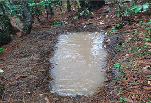 Plantation and Water Bodies