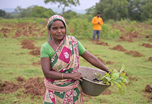Plantation and Water Bodies