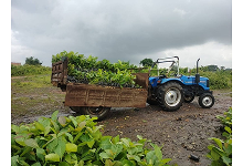 Plantation and Water Bodies