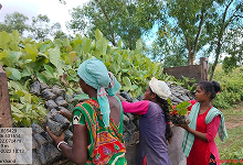 Plantation and Water Bodies