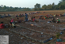 Plantation and Water Bodies