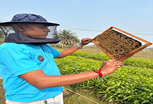 Bee Keeping Training